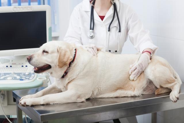 エルザクライス パート：動物病院での動物看護補助（資格不問）募集