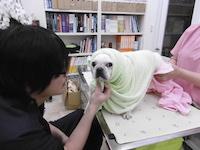 ぶさかわ犬好きです！