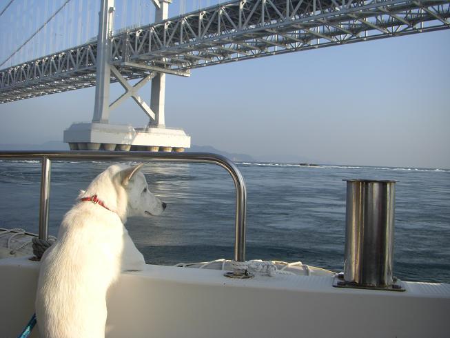 看板犬の塩ちゃんです