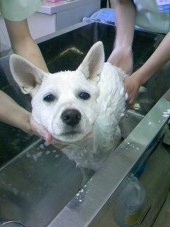 塩ちゃんブログもご覧ください。