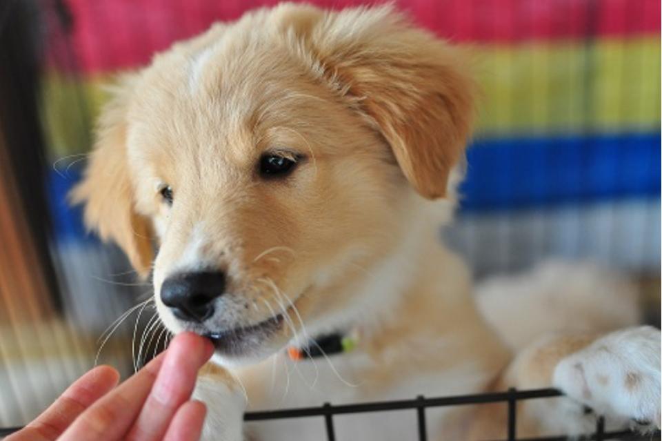 犬の保護施設スタッフ募集！