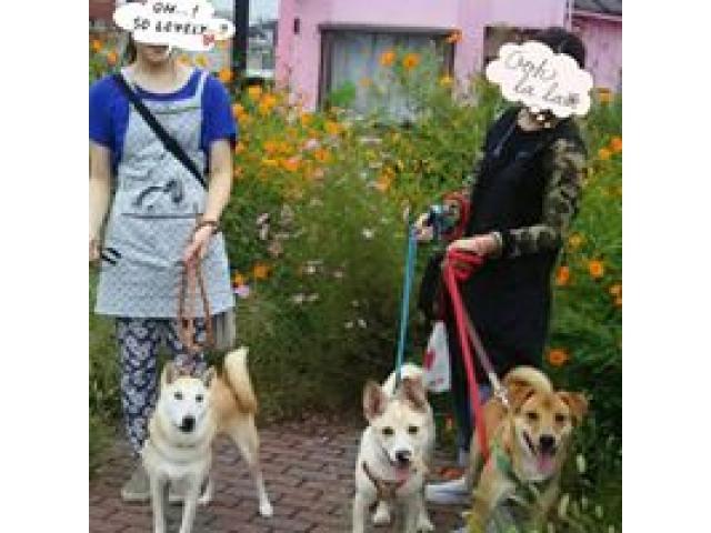 ボランティアさんたちとのお散歩の様子