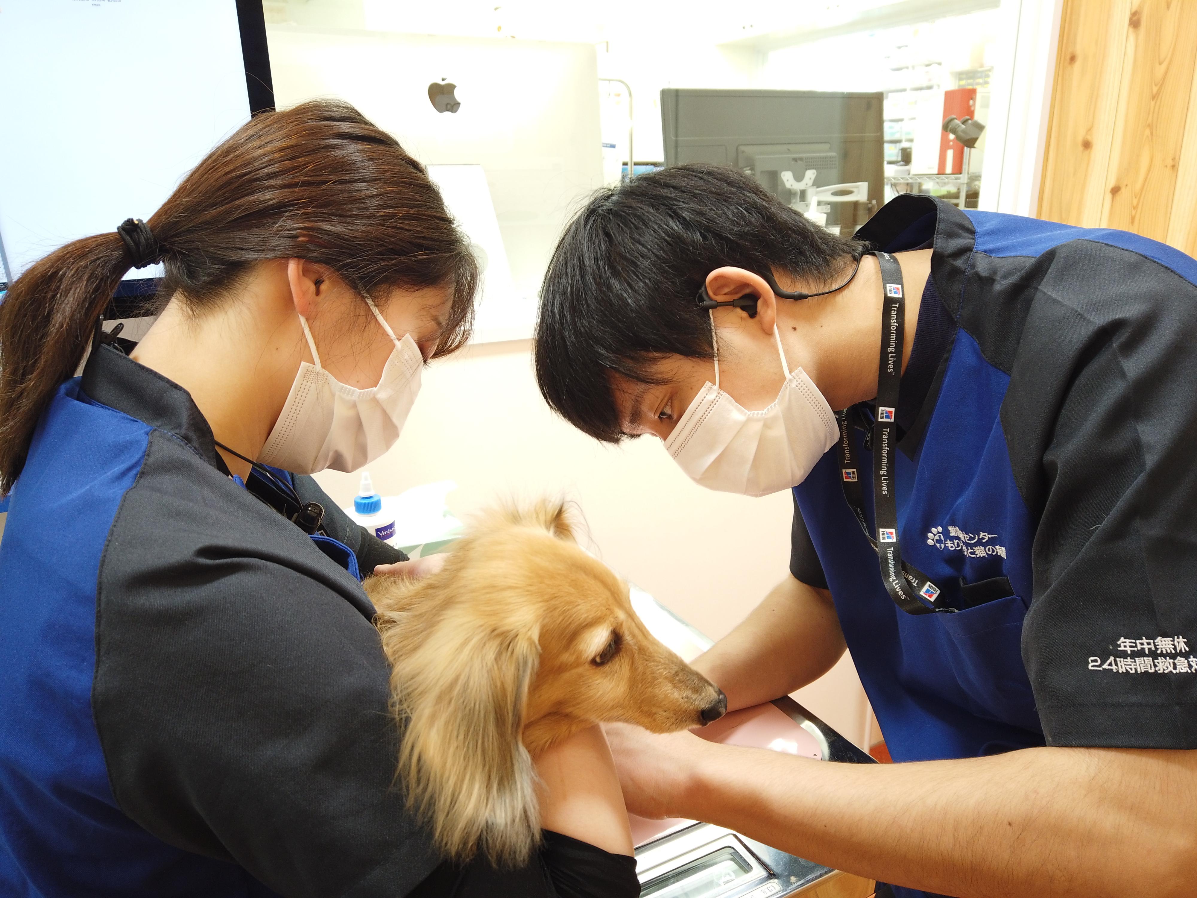 株式会社テリア 動物医療センター もりやま犬と猫の病院｜【動物看護師】資格不要！正社員登用あり｜トリマーなど動物専門の求人サイト、ペットワークス