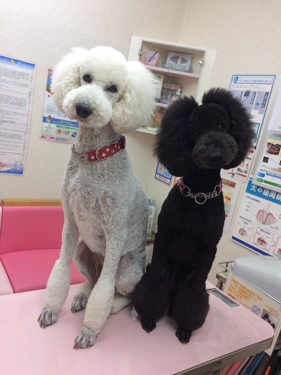 動物病院併設サロンのトリマーさん大募集！