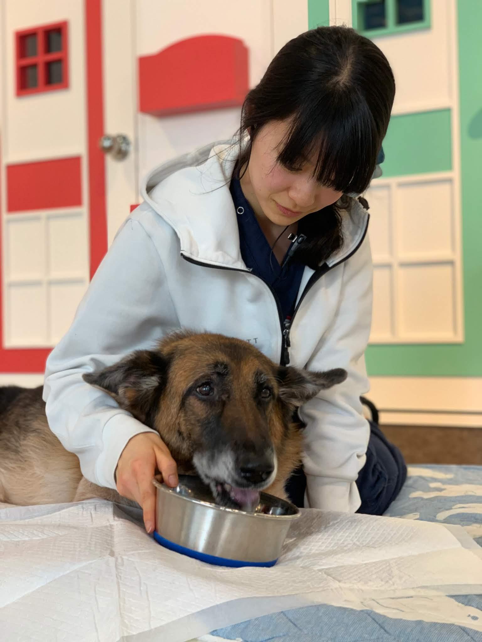 「横浜」日本最大級の犬の複合施設ワンコットで動物看護師募集！