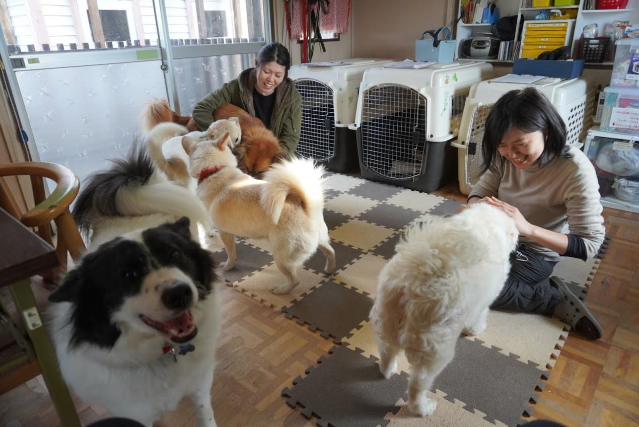 【ペット求人】保護犬カフェスタッフ