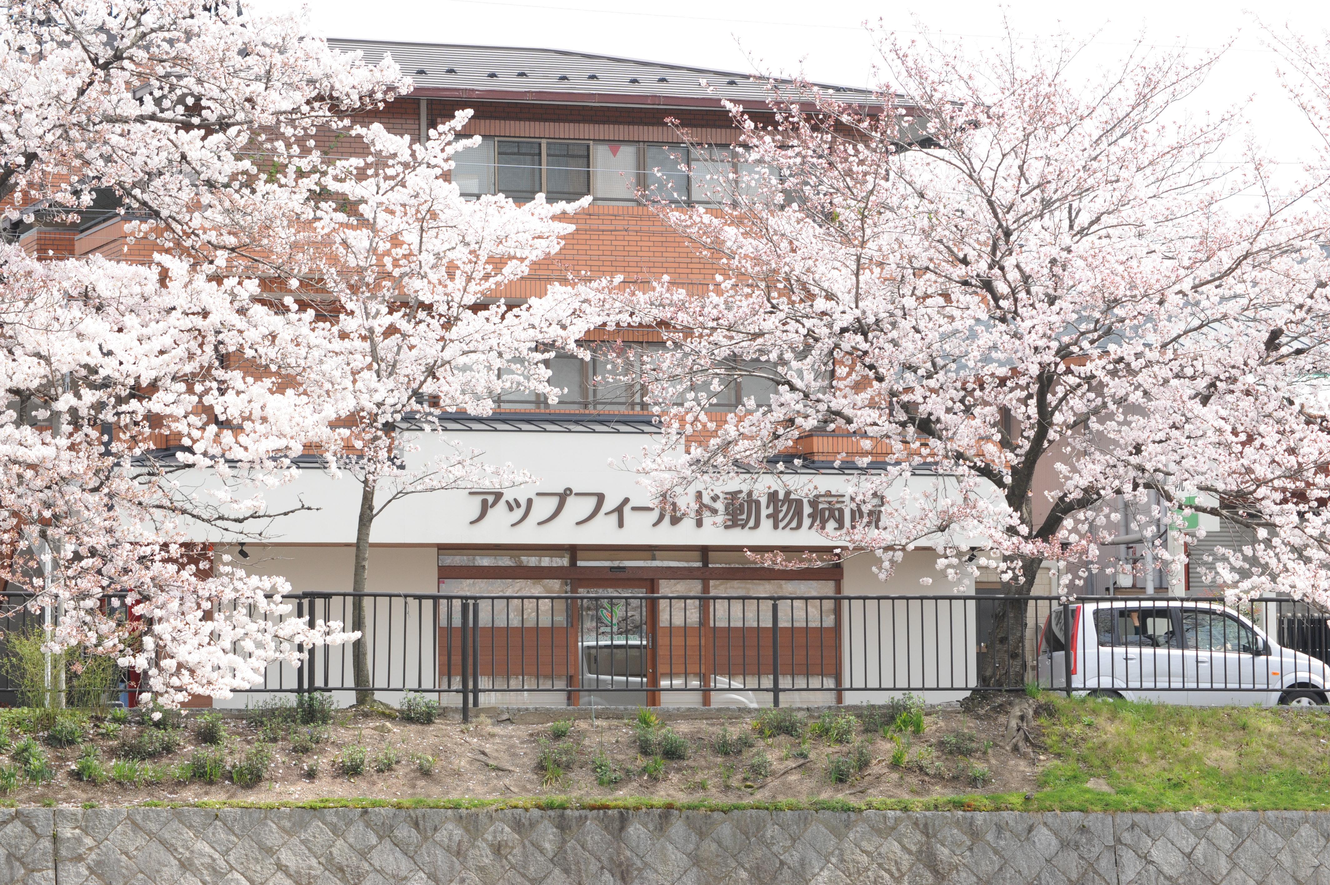 動物看護師募集！京都市左京区　アップフィールド動物病院