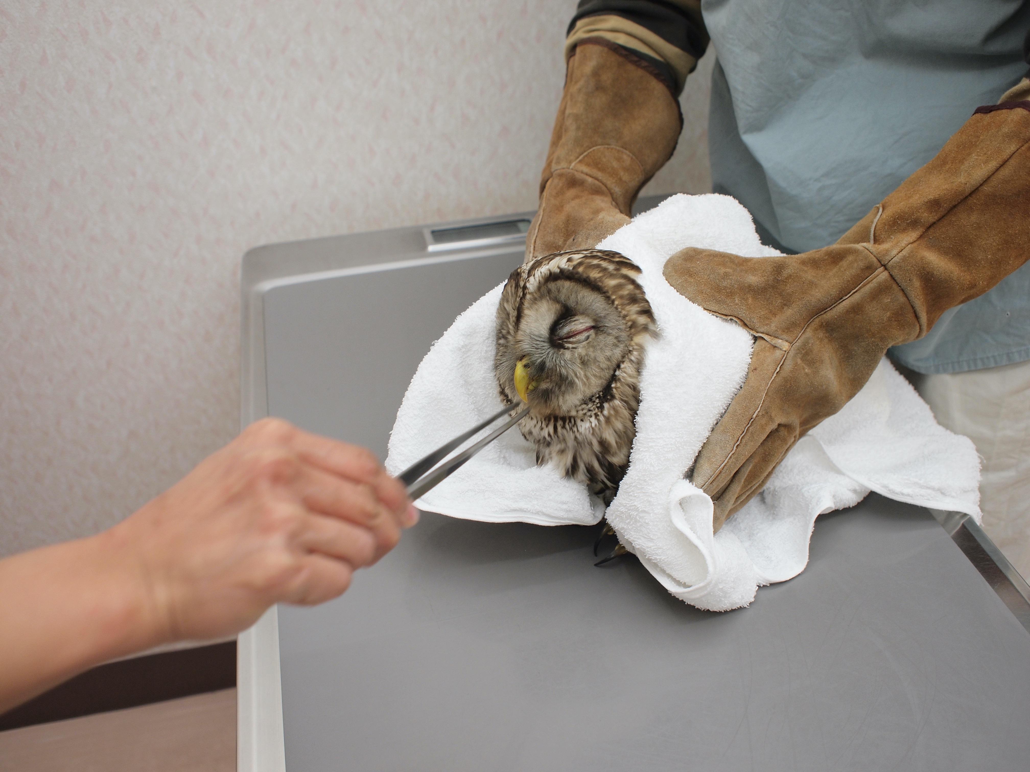 野生動物が来ることもあります。
