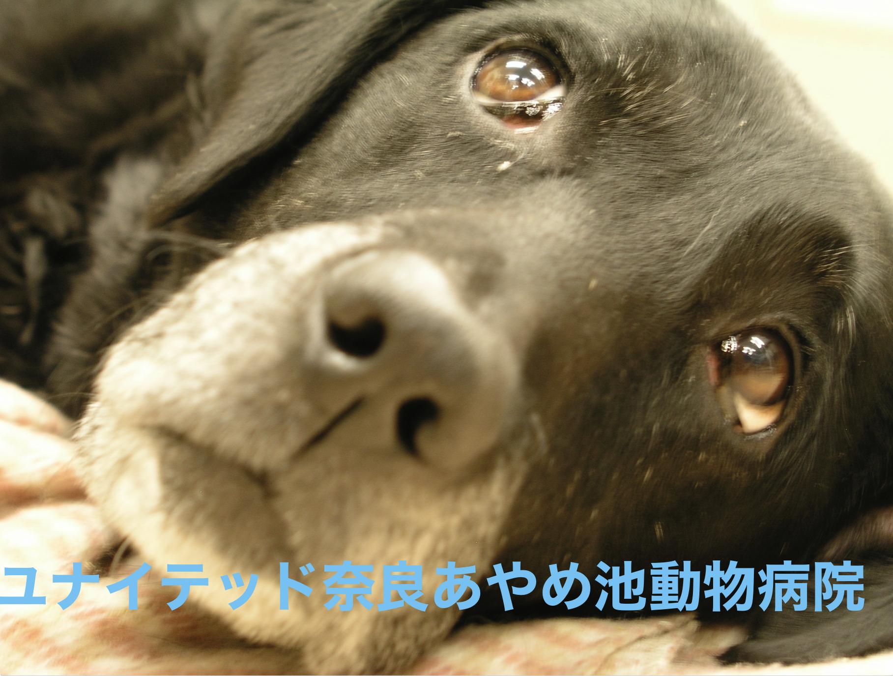 週２日からの勤務でも！歴史ある奈良の動物病院です。