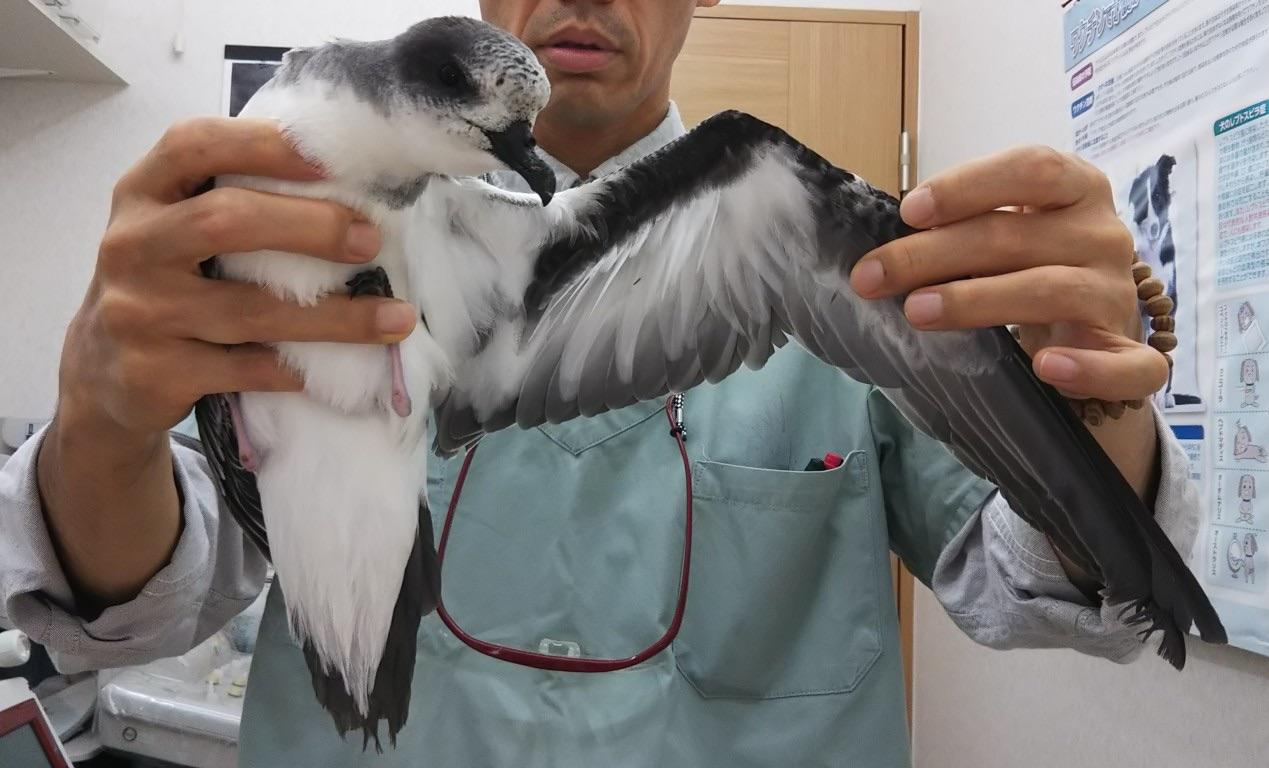野生動物が来ることもあります。