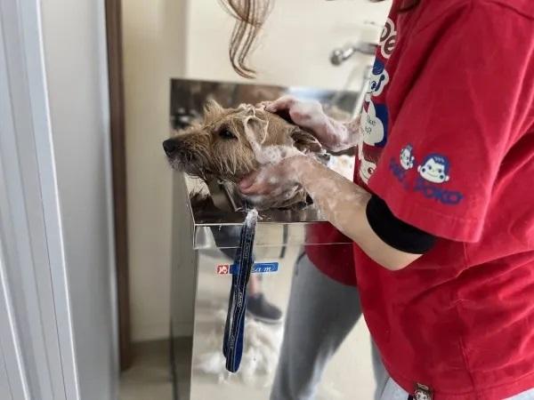 保護犬のシャンプーの様子