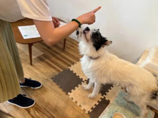 里親さんと保護犬が出会う場づくり