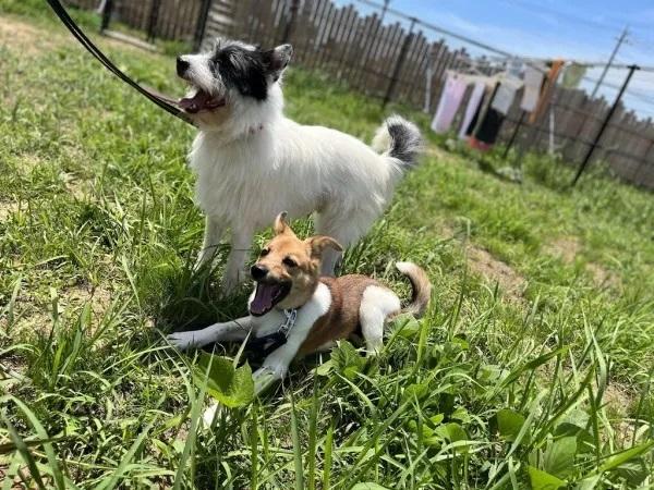 高待遇×やりがい 家庭犬も保護犬も幸せにするトリマーさん募集