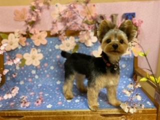 ヨーキーのミッキー耳仕上げ