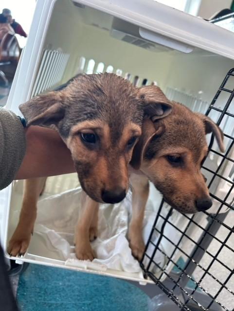 子犬の保護も多いです