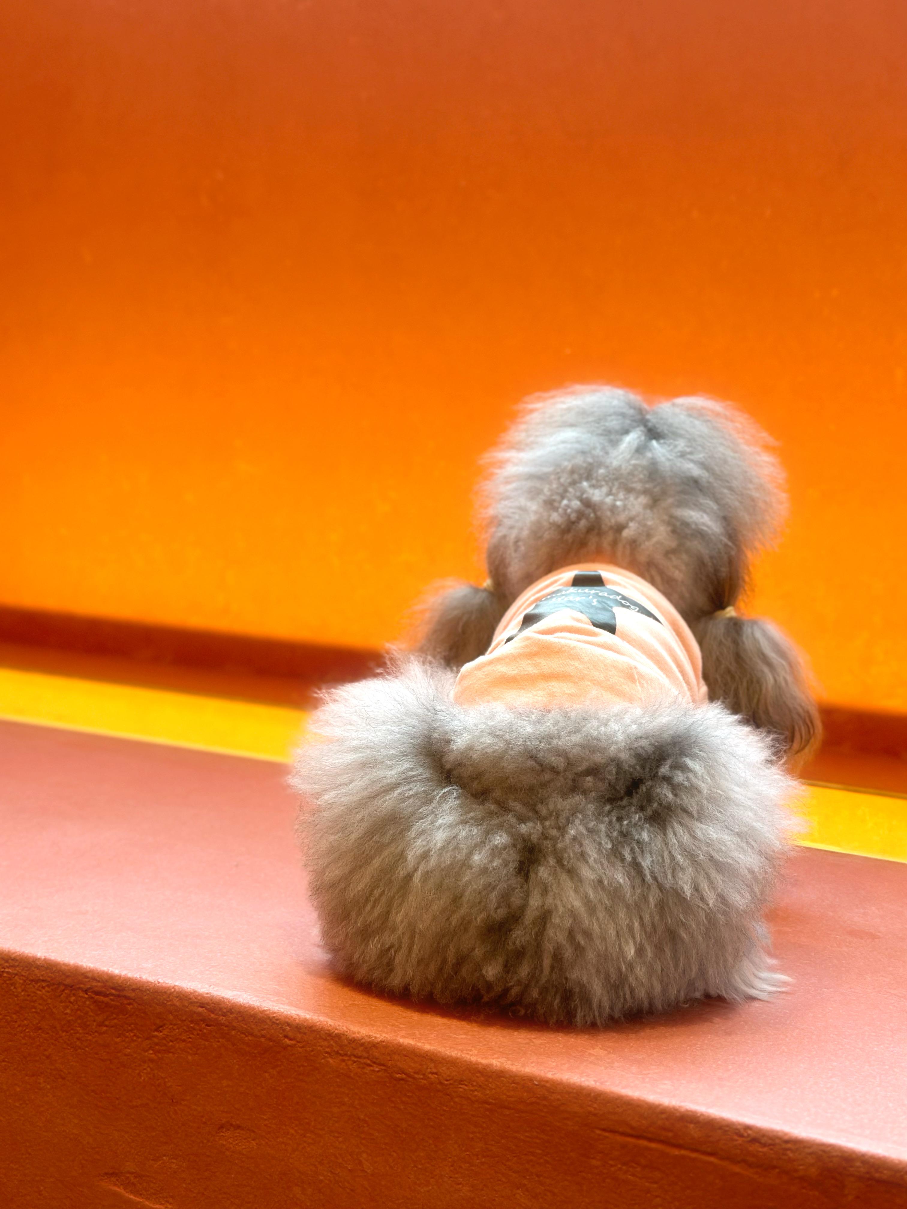 【パート・アルバイト】トリマー募集中